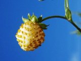 Wald-Erdbeere/weifruchtend (Fragaria vesca Alba)